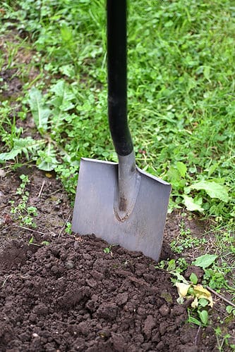 A close-up of a garden shovel digging into rich soil amidst green grass and small plants.