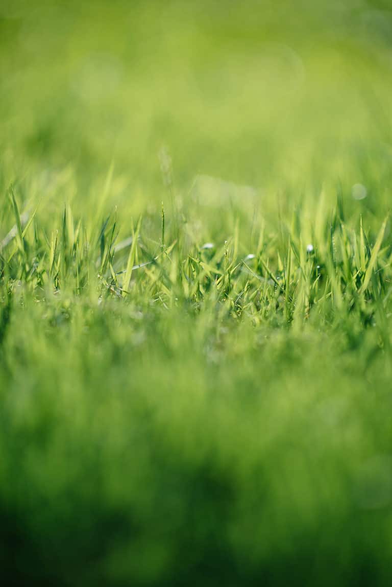 bokeh effect of grass with dew
