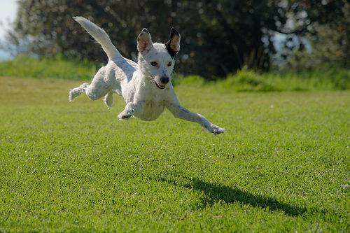 dog leaping into the air on grass lawn