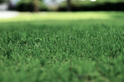 Close-up of green, healthy grass for lawn maintenance and landscaping services in Australia.